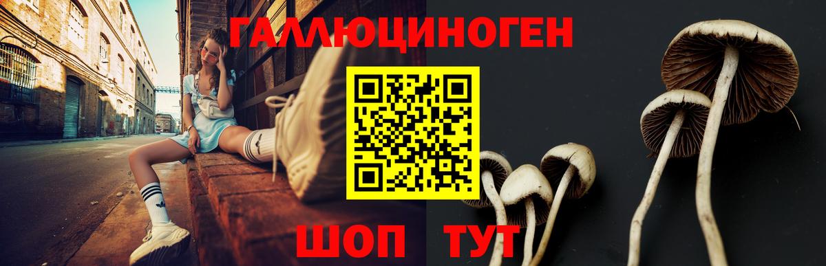 Псилоцибиновые грибы Psilocybe  Вход с VPN  Назрань 